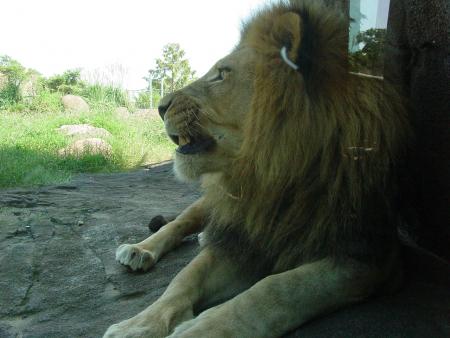 zoo